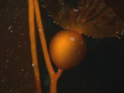 The giant kelp Macrocystis pyrifera taken in the straits ... by Cesar Cardenas 
